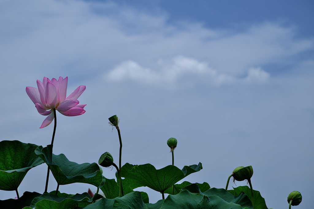 平池公園の蓮（ハス）１