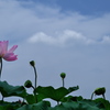 平池公園の蓮（ハス）１