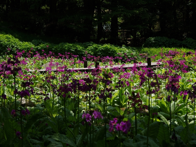 六甲高山植物園１（九輪草１）