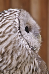 ふくろうカフェのフクロウたち４