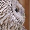 ふくろうカフェのフクロウたち４