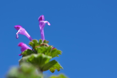 春を運ぶ野草花（ホトケノザ）