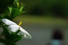梔子（クチナシ）の花