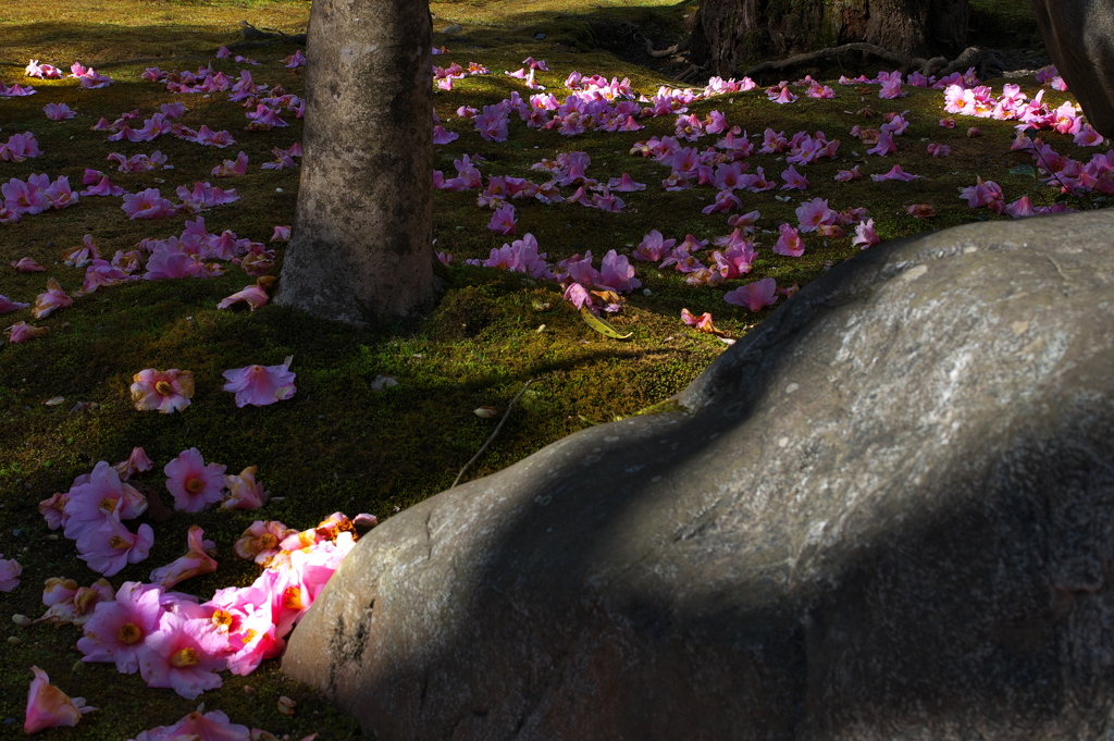 天龍寺にて（曹源池庭園椿の落花）