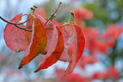 公園の花水木（ハナミズキ）の紅葉２