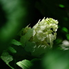 あじさい神苑の紫陽花（アジサイ）３