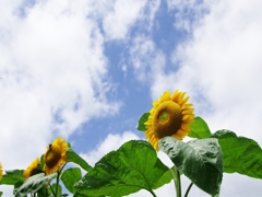 南光ひまわり祭２（東徳久２）