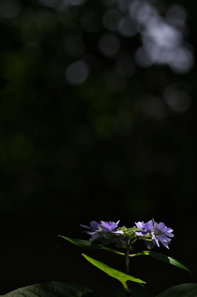 紫陽花が見頃に２