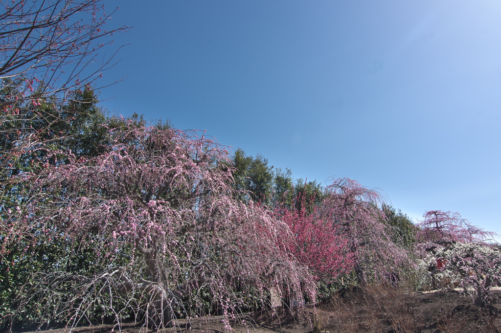 鈴鹿の森庭園のしだれ梅１