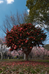 大中遺跡公園の山茶花２