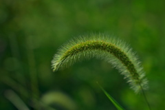 公園の狗尾草（エノコログサ）１