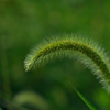 公園の狗尾草（エノコログサ）１