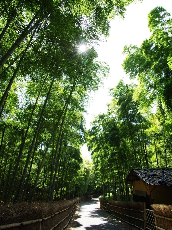 竹の径１