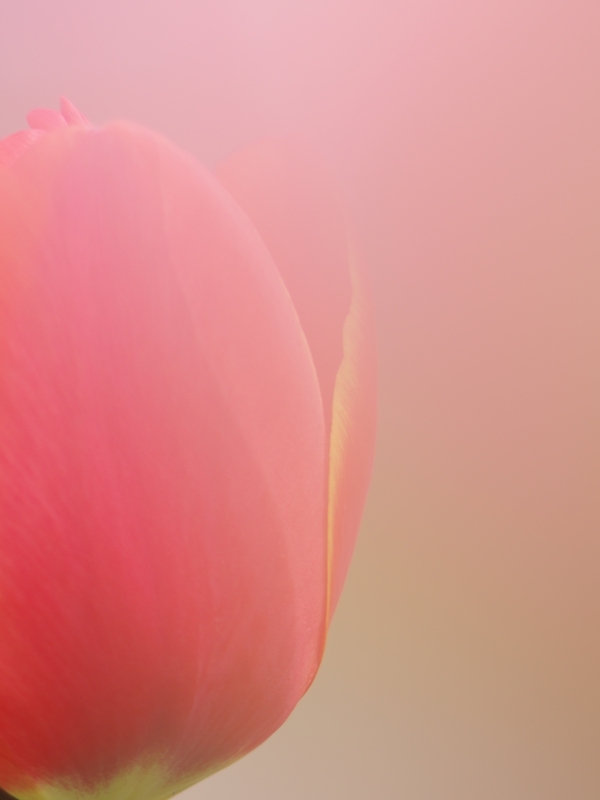 ボケの世界（マクロ）４