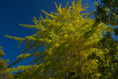 住吉公園の銀杏（イチョウ）１