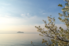 奥琵琶湖桜三昧７（海津大崎２）