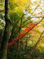 箕面公園の紅葉２