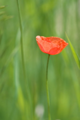 路傍に咲く野草花（ナガミヒナゲシ）