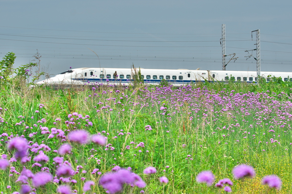 柳花笠（ヤナギハナガサ）と新幹線