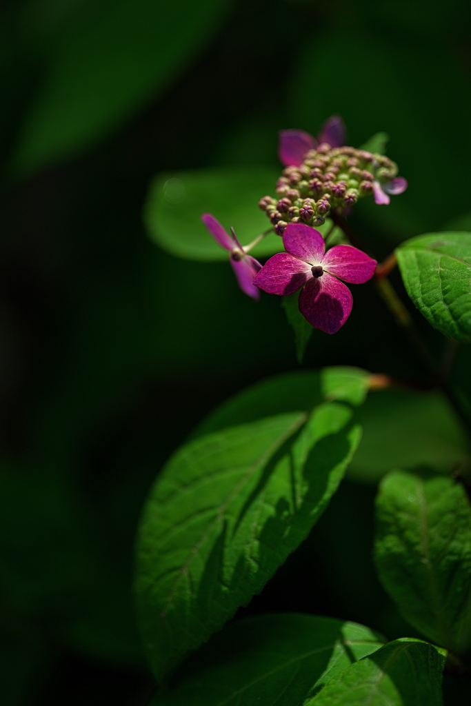 紫陽花（アジサイ）の開花２