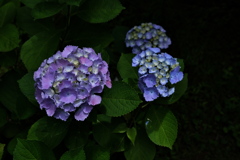 住吉神社の紫陽花（アジサイ）２