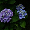 住吉神社の紫陽花（アジサイ）２