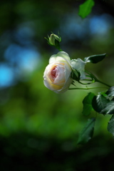 須磨離宮公園の薔薇（バラ）２