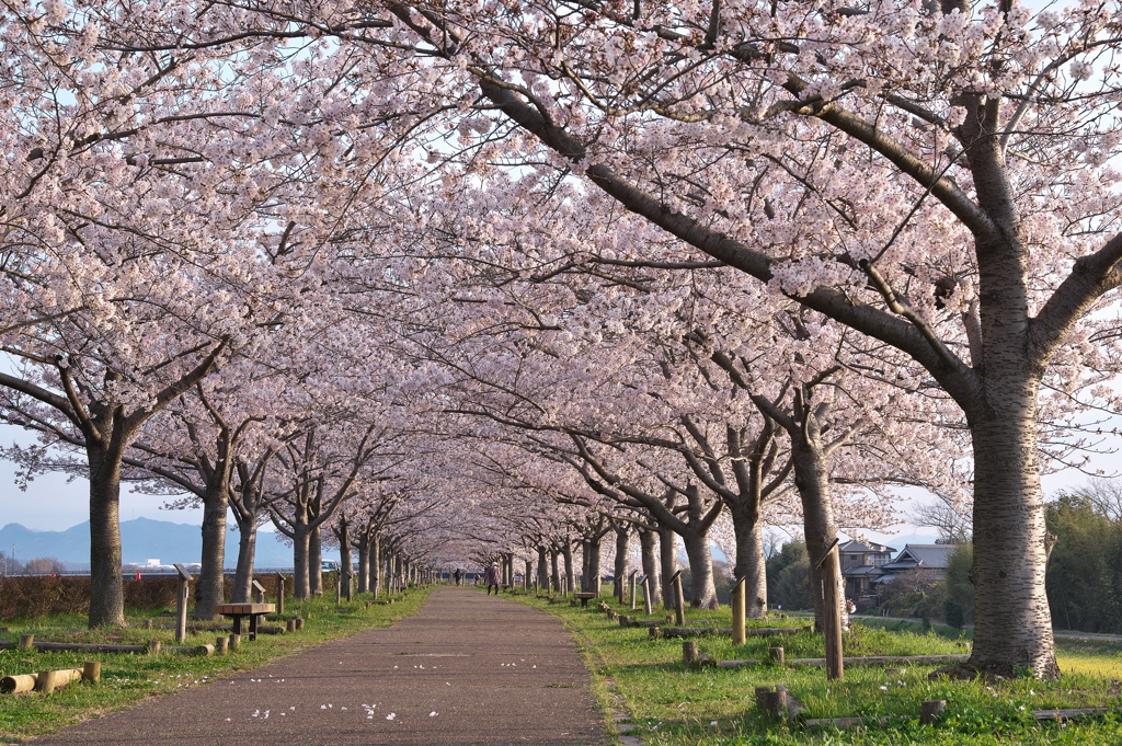 おの桜づつみ回廊にて２