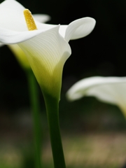 春から夏へ（花の移ろい４）