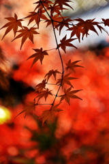 住吉神社の紅葉（モミジ）４