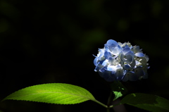 あじさい神苑の紫陽花１