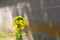 神社の菜の花（ナノハナ）