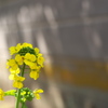 神社の菜の花（ナノハナ）