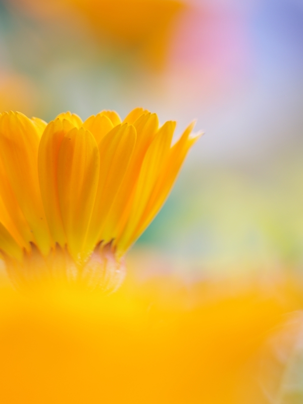 ボケの世界（マクロ）５