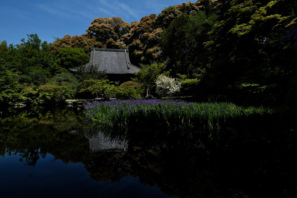 長岳寺の杜若（カキツバタ）１