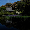 長岳寺の杜若（カキツバタ）１