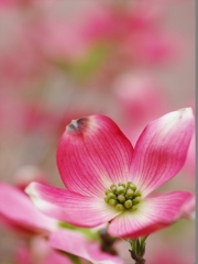 春爛漫！２（花水木）