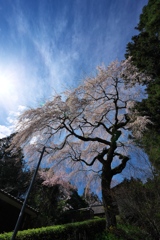 性龍寺（せいりゅうじ）の枝垂れ桜２