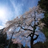性龍寺（せいりゅうじ）の枝垂れ桜２