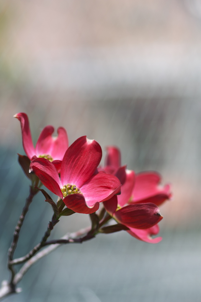 春の街角に咲く花水木（ハナミズキ）２