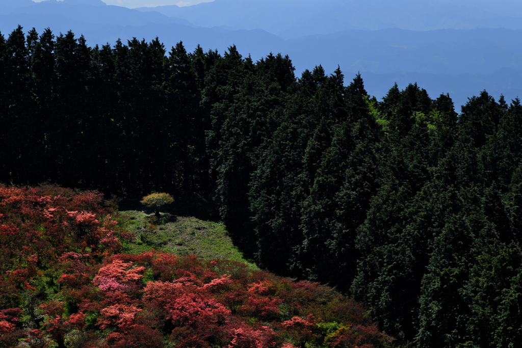 葛城山自然つつじ園にて２