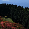 葛城山自然つつじ園にて２