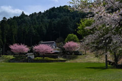 常燈寺（じょうとうじ）の桜２