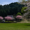 常燈寺（じょうとうじ）の桜２