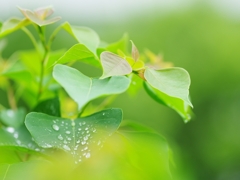 盛夏の緑７（南京櫨）