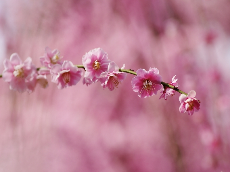 城南宮の枝垂れ梅