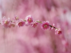 城南宮の枝垂れ梅