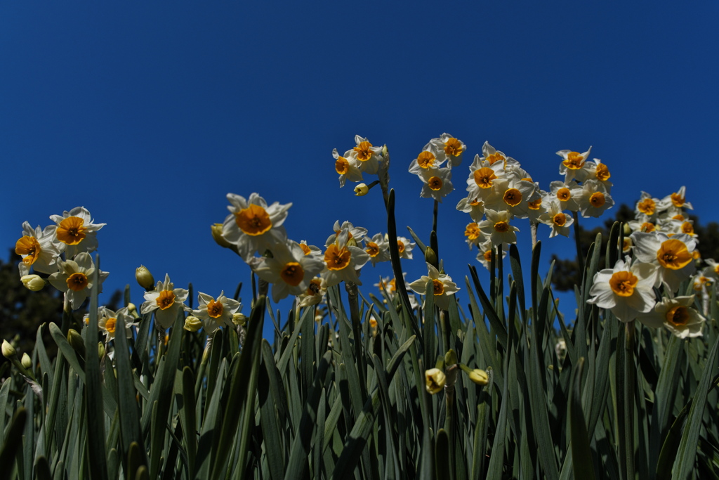 住吉神社の日本水仙１
