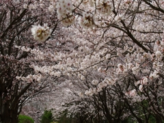 金ヶ崎公園の桜２
