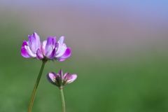 田圃の紫雲英（ゲンゲ）が咲いた